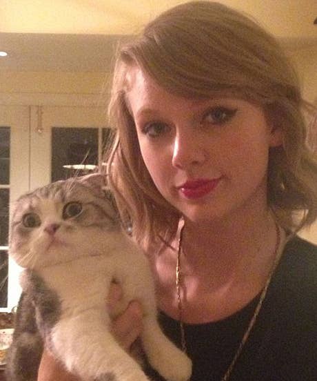 taylor swift cat